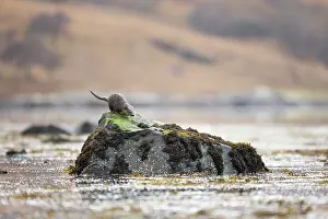 Mull: European otter (Lutra lutra) on a rock in a Scottish