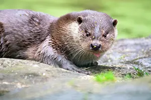 Stabilization: European otter (Lutra lutra), sitting on bank reinforcement