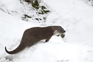 Vision: European Otter (Lutra lutra) in snow, Bavarian Forest