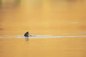 Mull: European otter (Lutra lutra) swimming in a golden