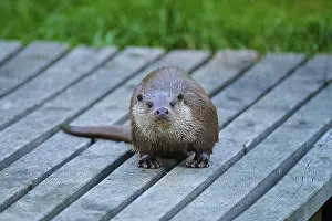 Curiosity: European otter (Lutra lutra), with wet fur looking curiously on a wooden footbridge