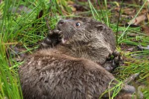 060222: European otter (Lutra lutra) young in a meadow