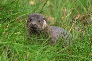 060222: European otter (Lutra lutra) young in a meadow