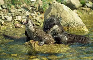 Playfighting: European OTTER - parent and offspring, playfighting