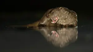 Opened: European otter, reflection, Kiskunsocg National