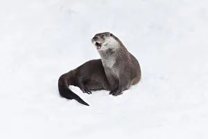 2015: European Otter - resting and yawning in snow