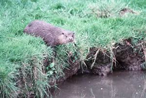 Ian Beames: European OTTER - on riverbank