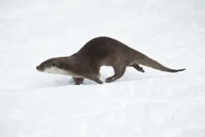 2015: European Otter - running through snow