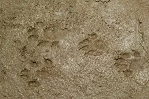 Pugmarks: European Otter - tracks