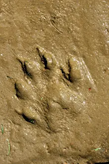 Pugmarks: European Otter - tracks