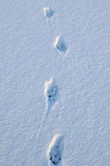 Footprints: European otter - tracks
