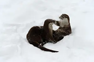 Friskily: European Otters (Lutra lutra)