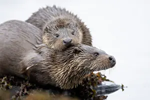 Mull: European otters (Lutra lutra) mum and cub