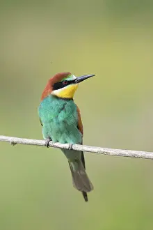Eater: European ouBee Eater