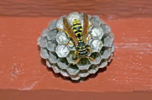 Pupae: European Paper Wasp