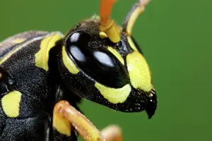 Dominulus: European Paper Wasp