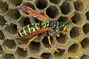 Dominulus: European Paper WASP - female