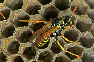 Dominulus: European Paper WASP - female, laying egg