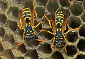 Dominulus: European Paper WASP - females