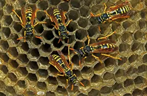 Dominulus: European Paper WASP - females