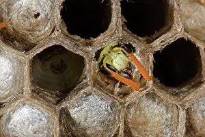 Dominulus: European Paper WASP - male emerging as adult, nests