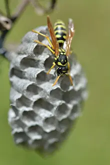 Apocrita: European paper wasp (Polistes dominula) building