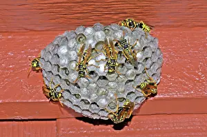 Pupae: European Paper Wasps