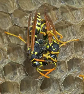 Regurgitating: European Paper WASPS - female being fed regurgitated