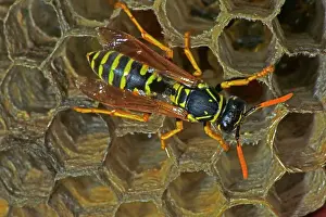 Dominulus: European Paper Wasps - female at nest