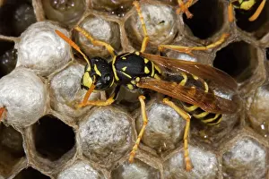 Dominulus: European Paper Wasps - female at nest in open comb