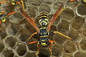 Dominulus: European Paper Wasps - female at open comb