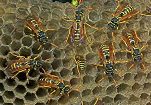 Dominulus: European Paper Wasps - females at nest in open comb