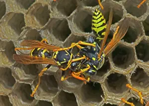 Regurgitating: European Paper WASPS - male (right) being fed regurgitated