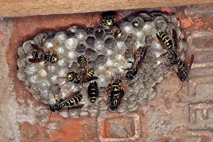 Hives: European Paper Wasps - at nest under house roof