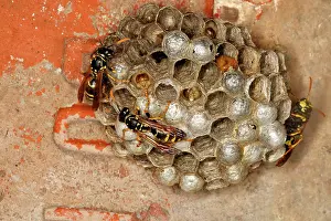 Hives: European Paper Wasps - at nest under house roof