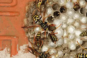 Hives: European Paper Wasps - at nest under house roof
