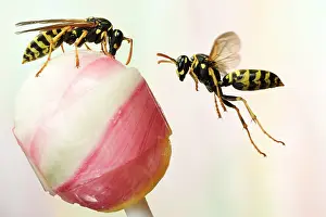 Wasps: European Paper Wasps (Polistes dominula) on a lollipop