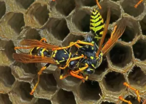 Regurgitating: European Paper Wasps - Trophallaxis. Male (right)