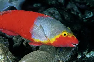 Madere: european parrotfish female - Madeira Island Portugal Atlanti
