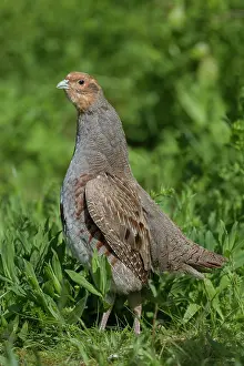 Partridge: European Partridge - adult male - Germany