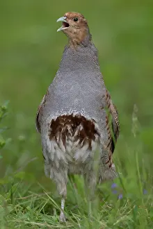Partridge: European Partridge - calling male - Germany