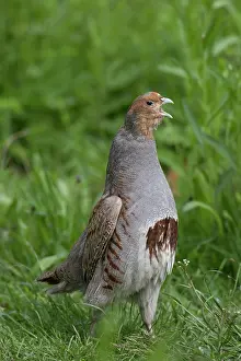 Partridge: European Partridge - calling male - Germany