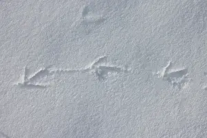 Track: European Partridge track