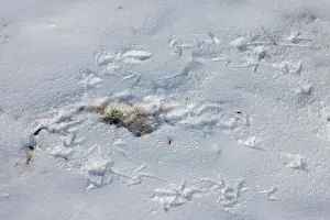 Track: European Partridge track