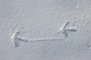 Track: European Partridge track