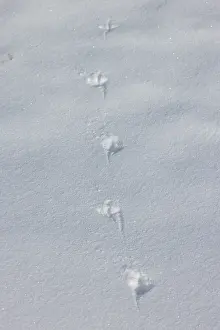 Track: European Partridge track