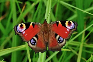 Peacocks: European Peacock