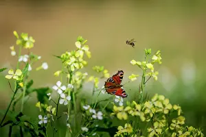 Inachis: European Peacock