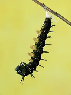 Nymphalis: European Peacock