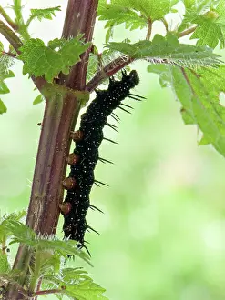 Nymphalis: European Peacock